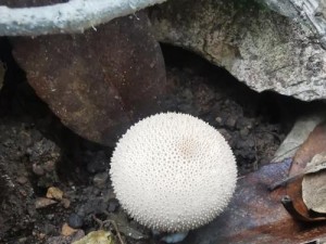 探索TGP上攻略的危险性（揭示攻略有毒的危害，提醒玩家保持警惕）