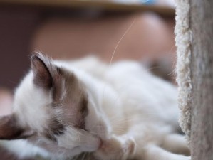 土猫出装攻略（以土猫为中心，提升装备属性，决战沙场）