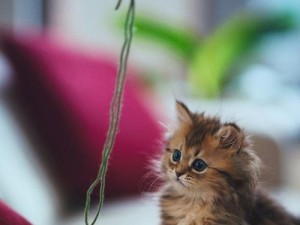卡哇伊小猫咪攻略（如何培养和照顾一只可爱的小猫咪，让它成为你的好朋友）