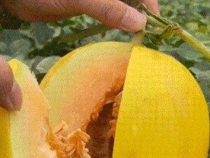 探寻沙漠出肉装的攻略（挑战极限，如何在沙漠生存并出产肉类？）